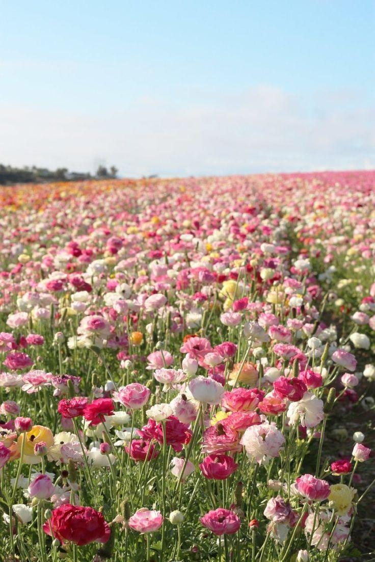 Celestial Bloom Dance: A Symphony in Petals